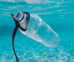 Sector Group submissions on reducing the impact of plastic on our environment